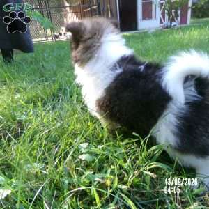 Prince, Pomeranian Puppy